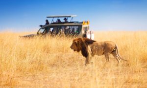 safari experiences Africa