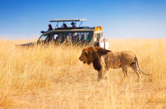 safari experiences Africa